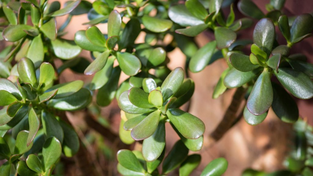 Crassula ovata, commonly known as jade plant, lucky plant, money plant or money tree.