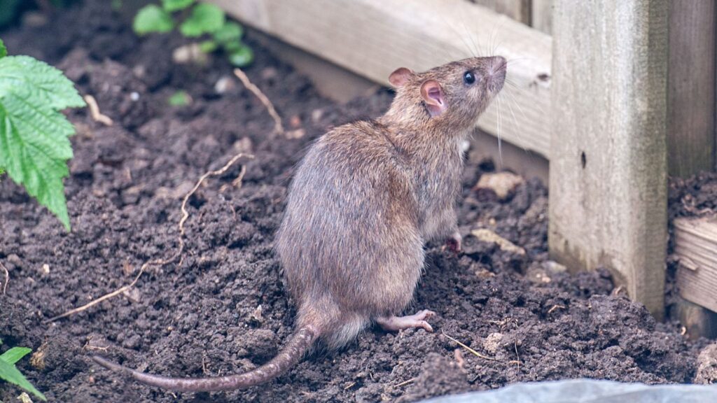 rat looking at fence in soil