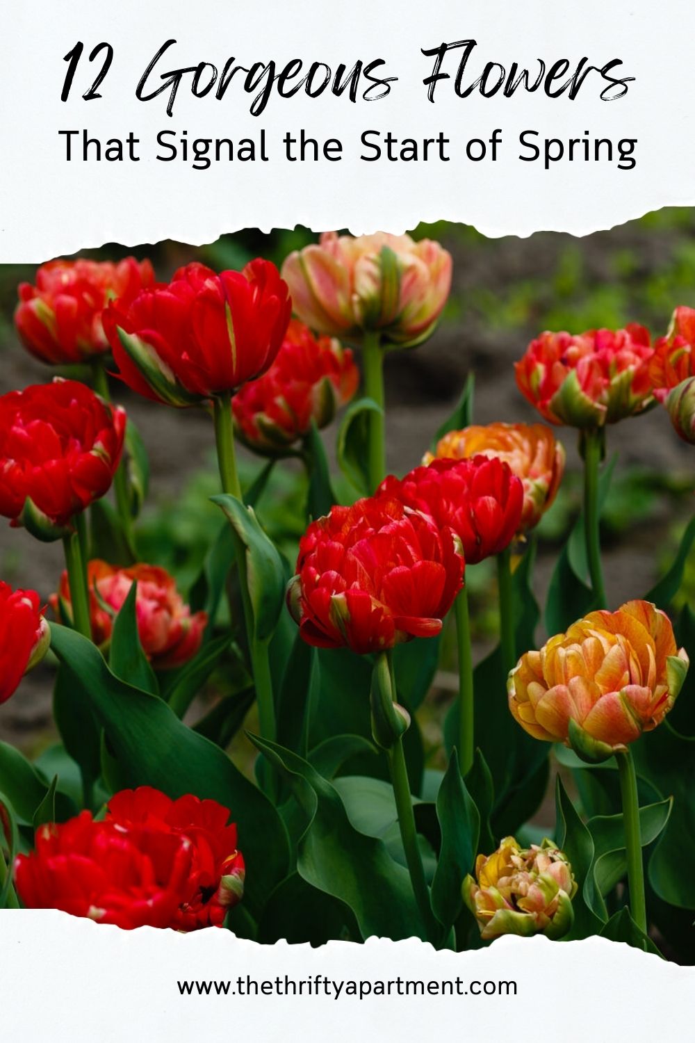 12 Gorgeous Flowers That Signal the Start of Spring