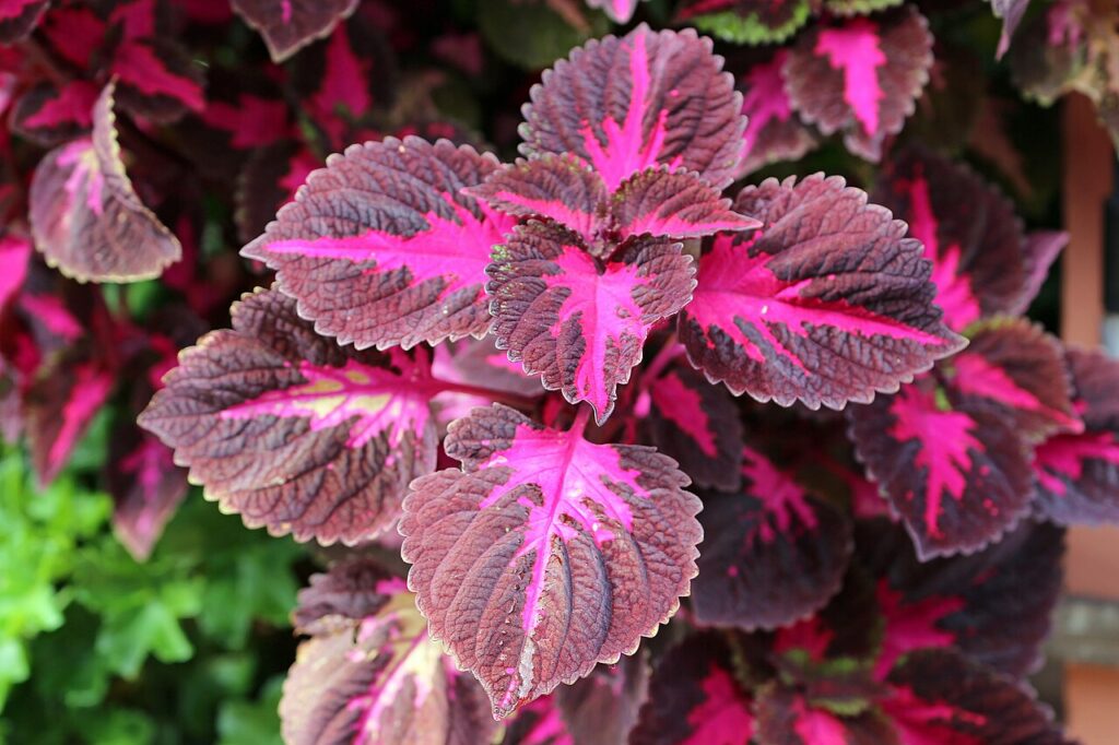 coleus