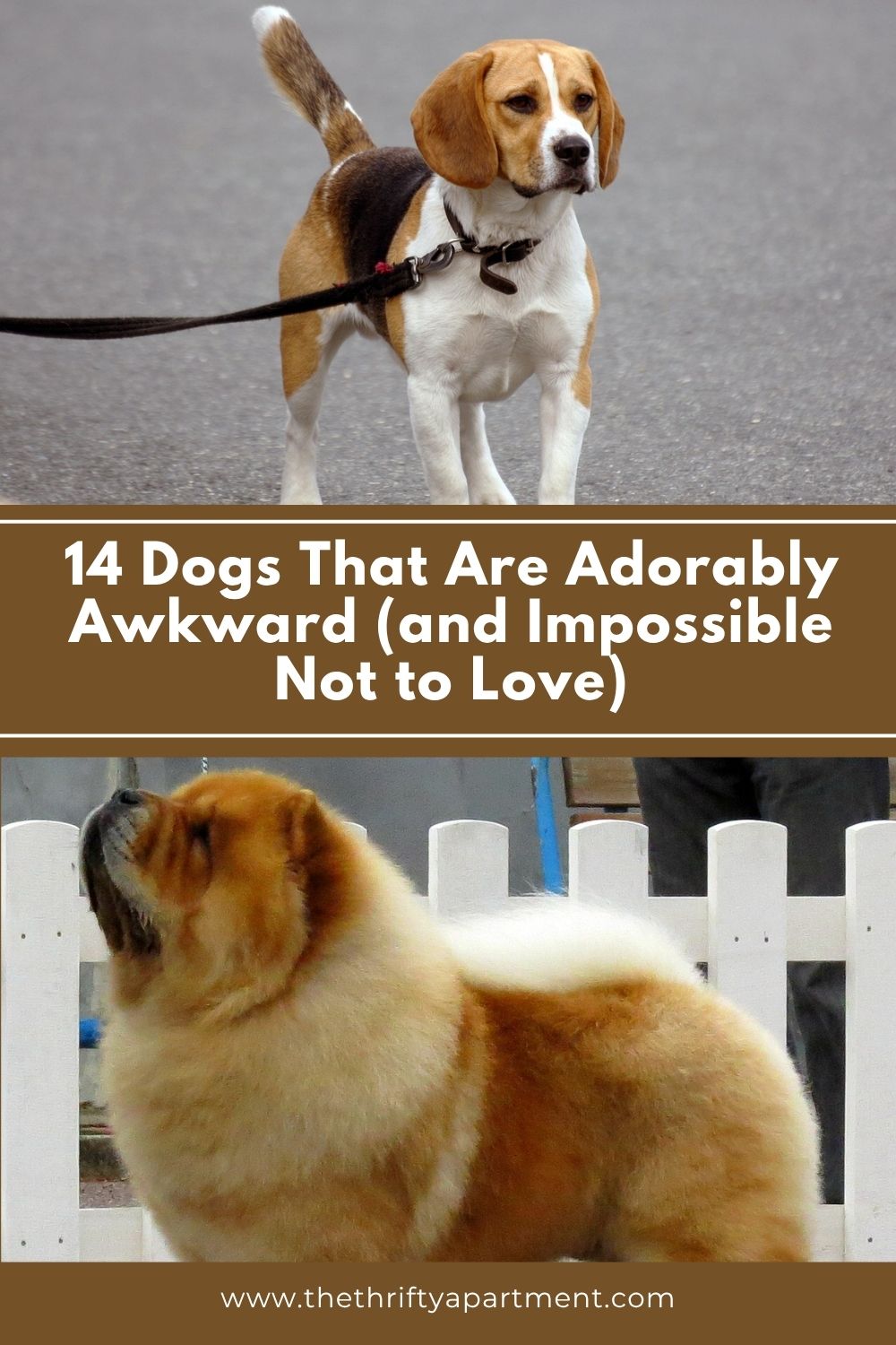 14 Dogs That Are Adorably Awkward (and Impossible Not to Love)