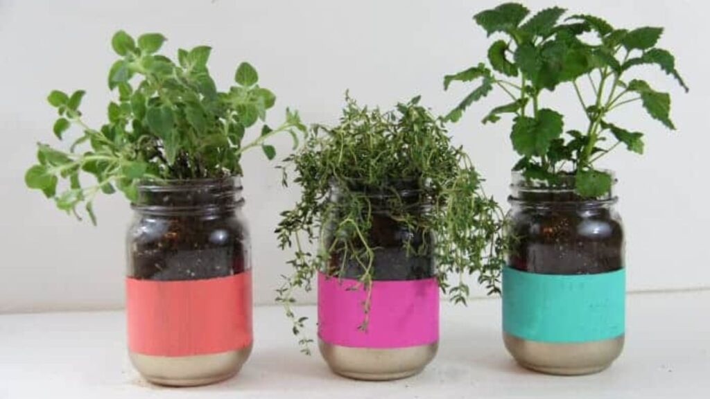 BRIGHT COLORED MASON JAR HERB GARDEN
