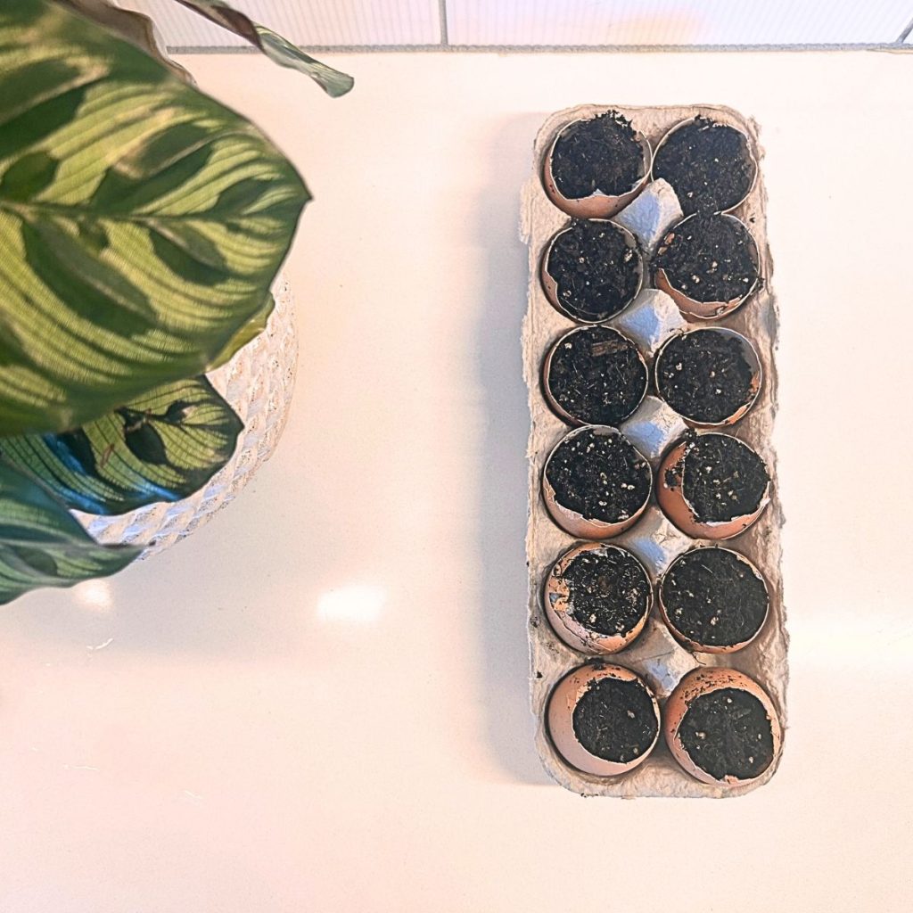 I Save My Eggshells for This Brilliant Outdoor Hack