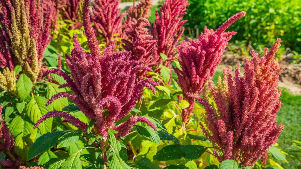 Blooming Indian red amaranth plant growing in summer garden. Leaf vegetable, cereal and ornamental plant, source of proteins and amino acids, glutenfree.