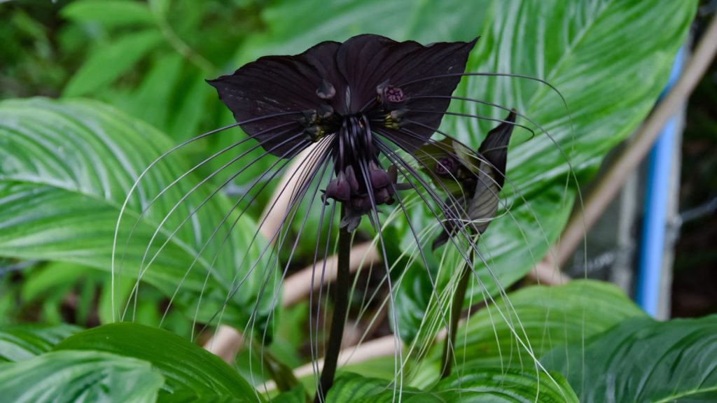 Black Bat Flower