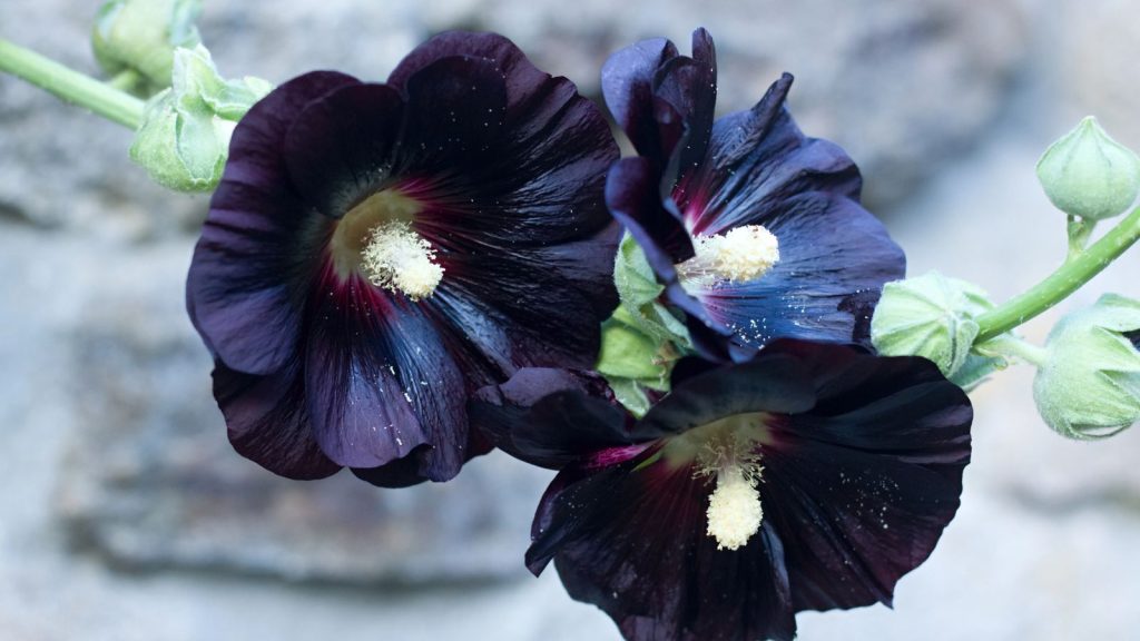 Black Hollyhock alcea