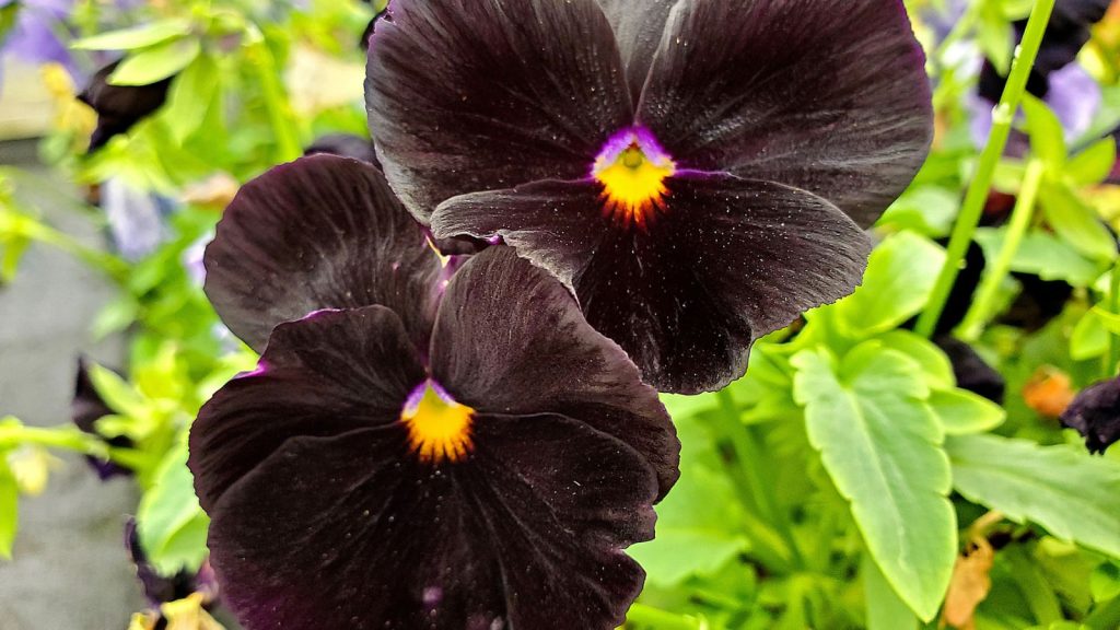 Black Pansy