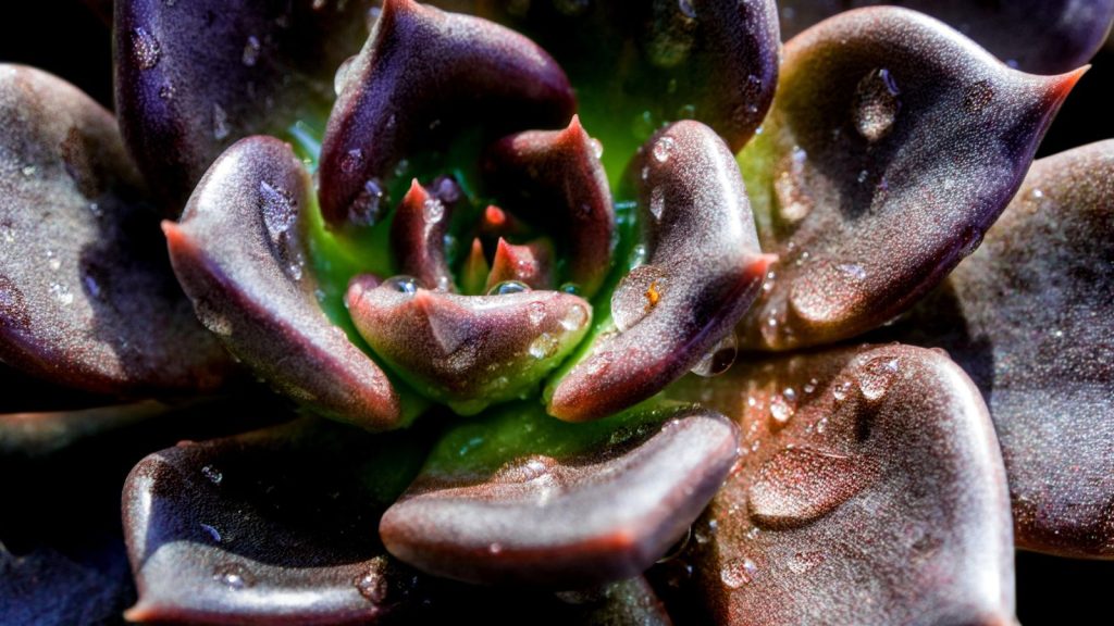 Black Prince Echeveria