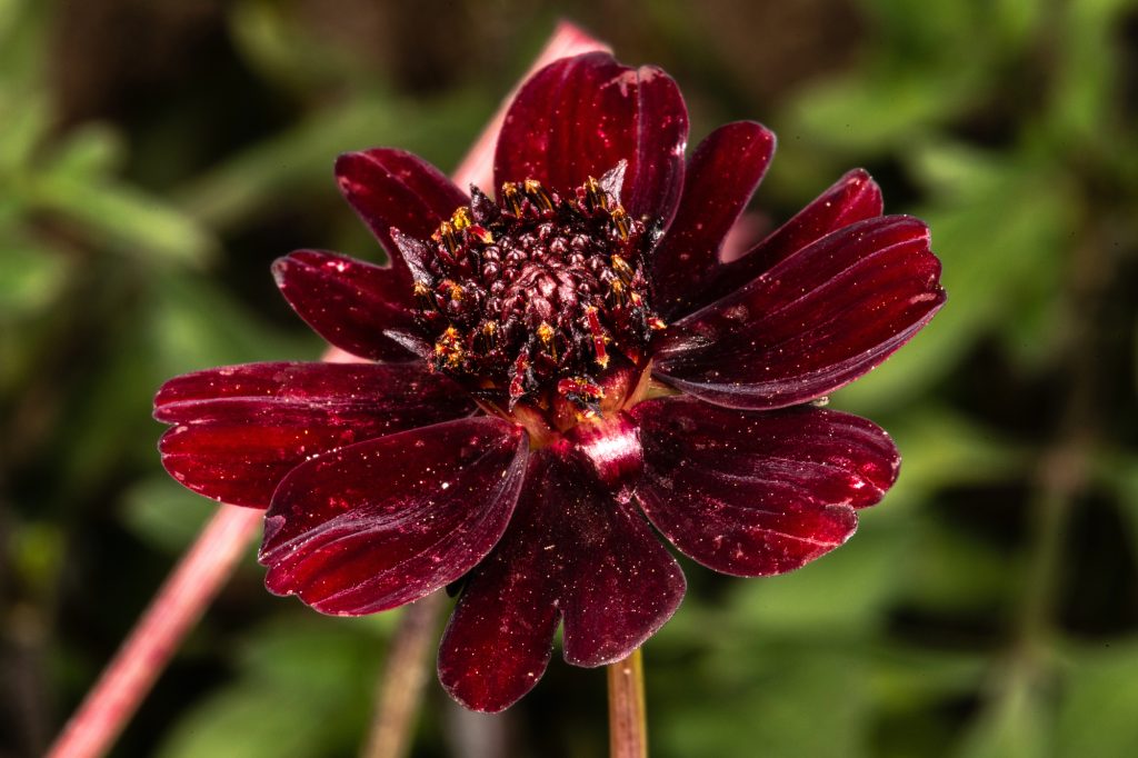 Chocolate Cosmos