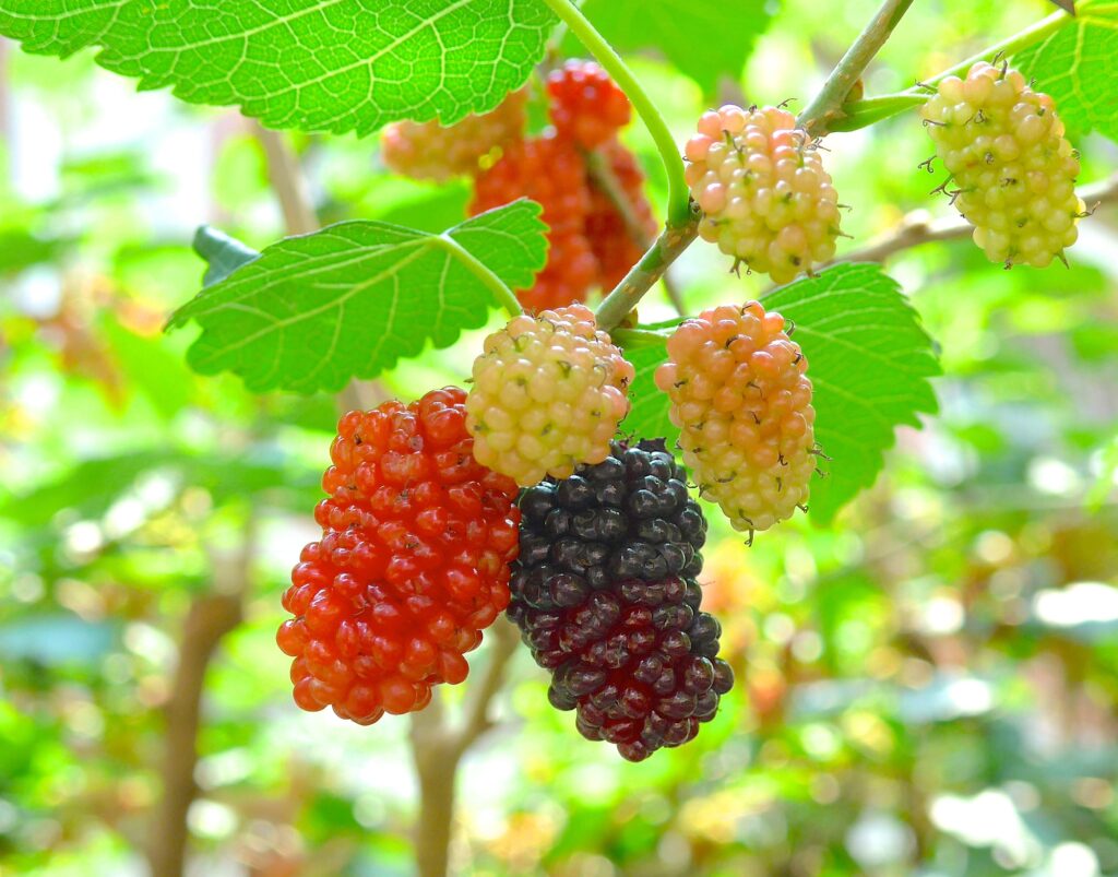 Depositphotos 109939794 L mulberry tree