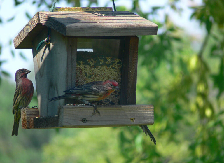 red sparrow in bird feeder