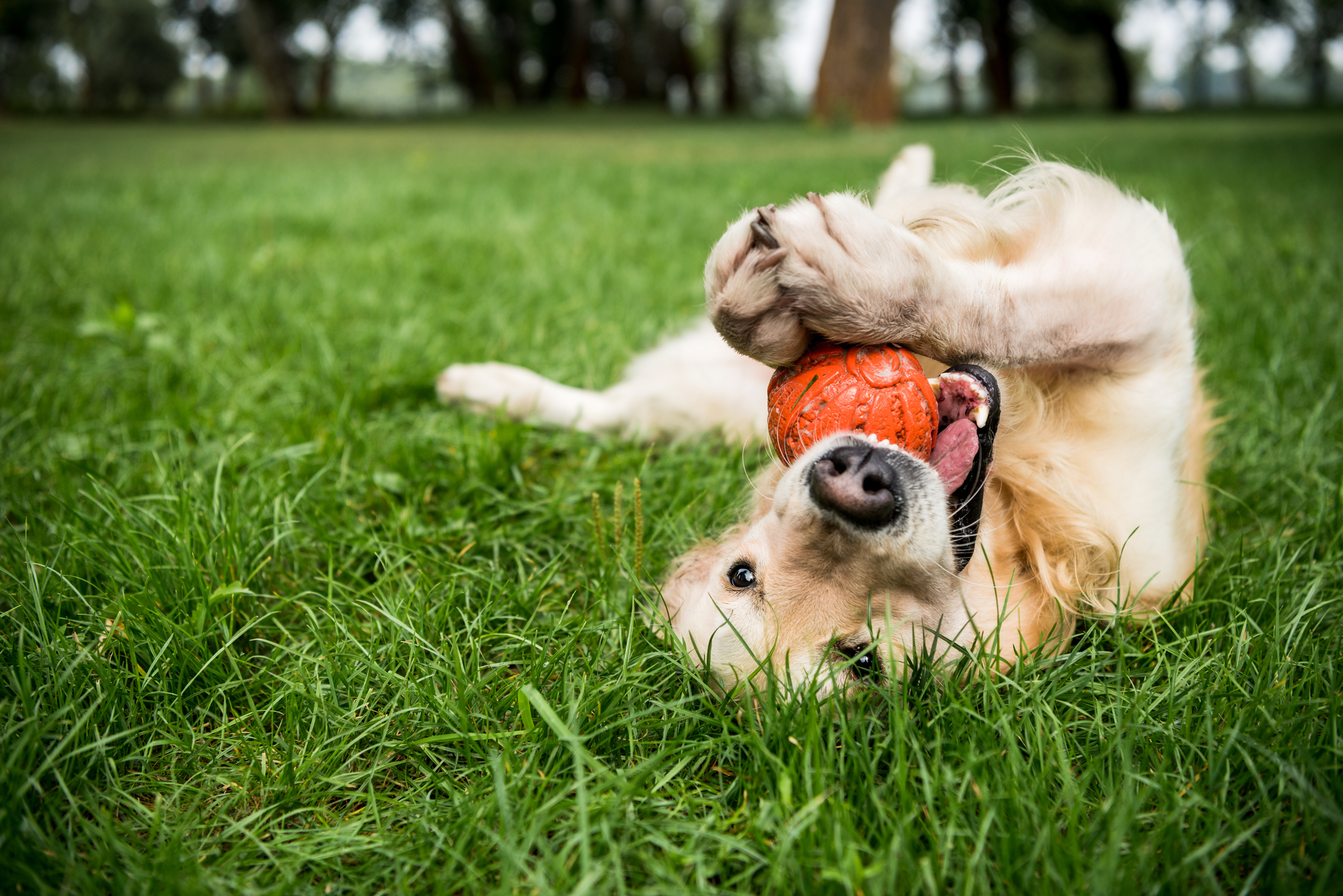Selective focus of golden retriever dog playing with rubber ball on green lawn &mdash; Photo