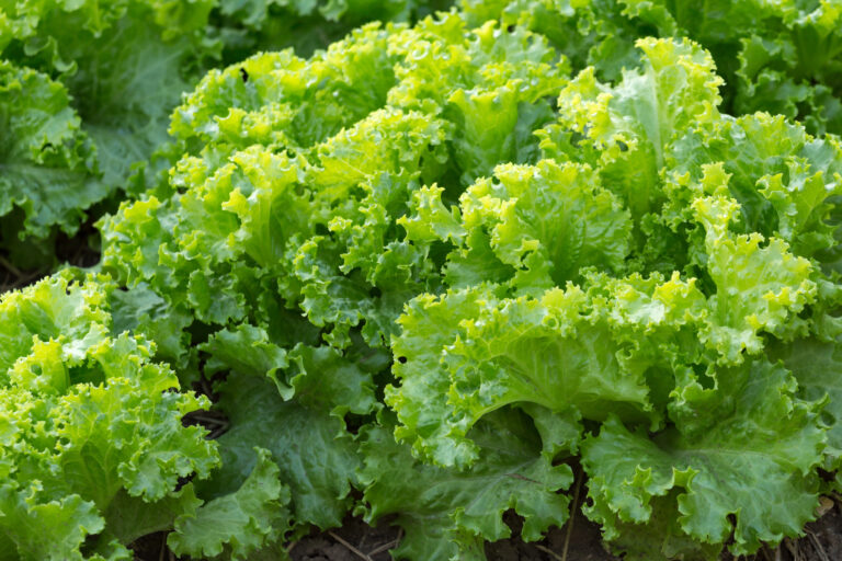 How to Keep Lettuce Crisp for a Week (Instead of Slimy by Wednesday)