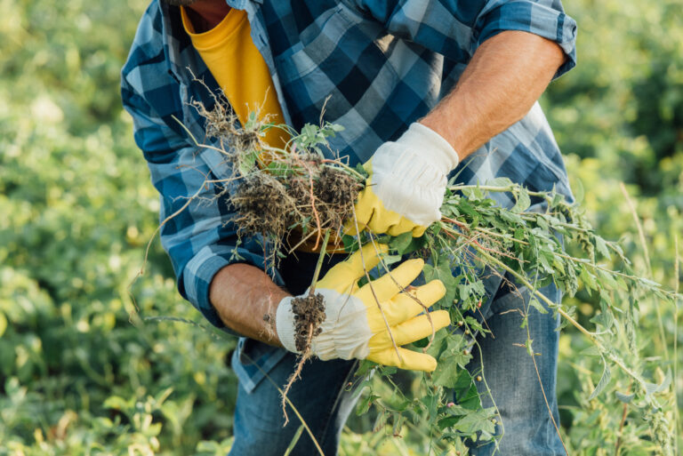 gardener man removing weed