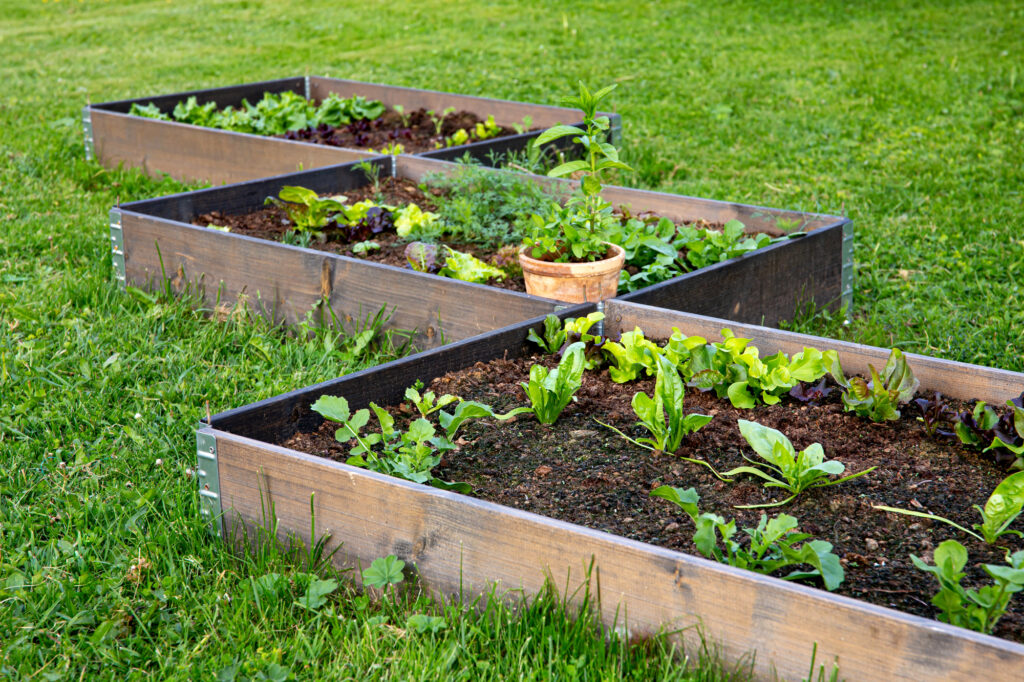 raised garden bed