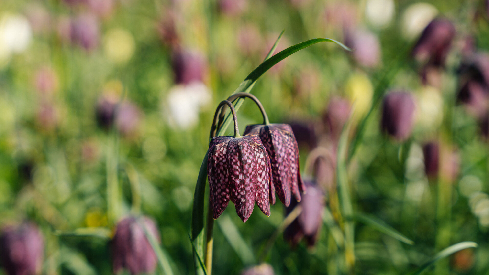 Fritillaries
