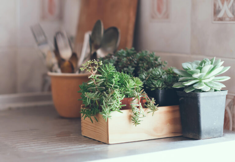 The Tricks I Use So My Houseplants Don’t Die While I’m on Vacation