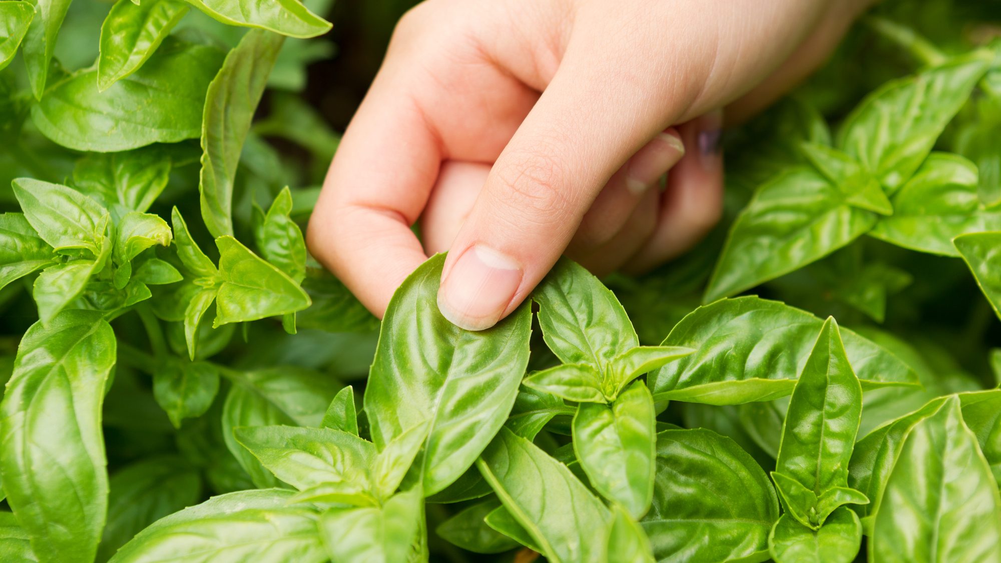 Depositphotos 49776517 L pruning basil harvest edited