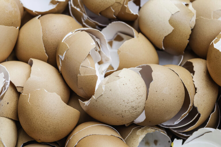 eggshells