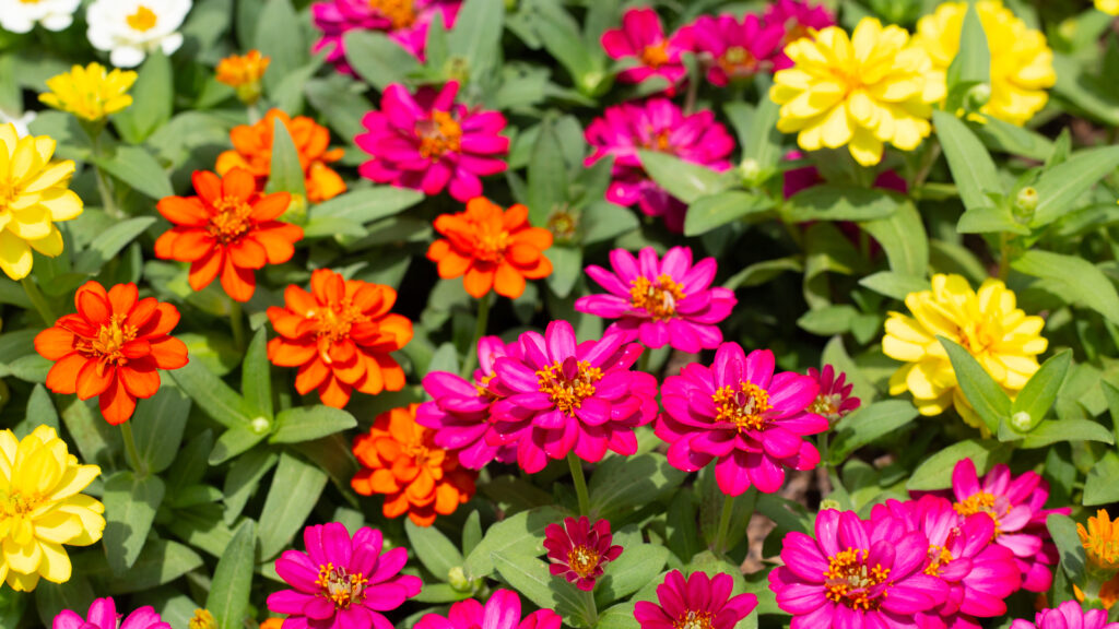 Zinnia flower in the garden
