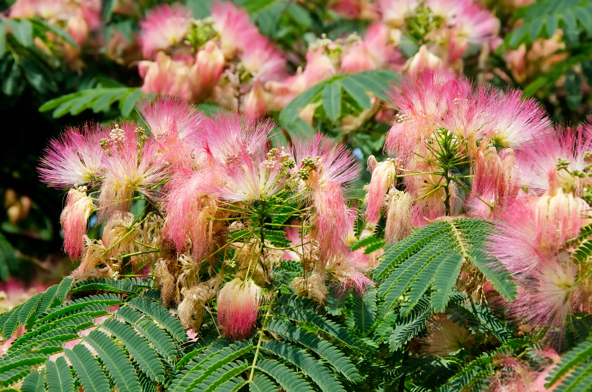 Mimosa Tree