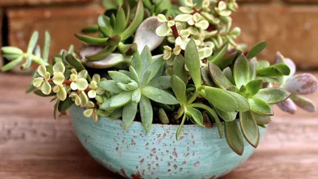 Faux Aged Copper Succulent Planter Housewarming Gift
