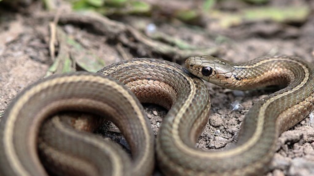Garter Snakes