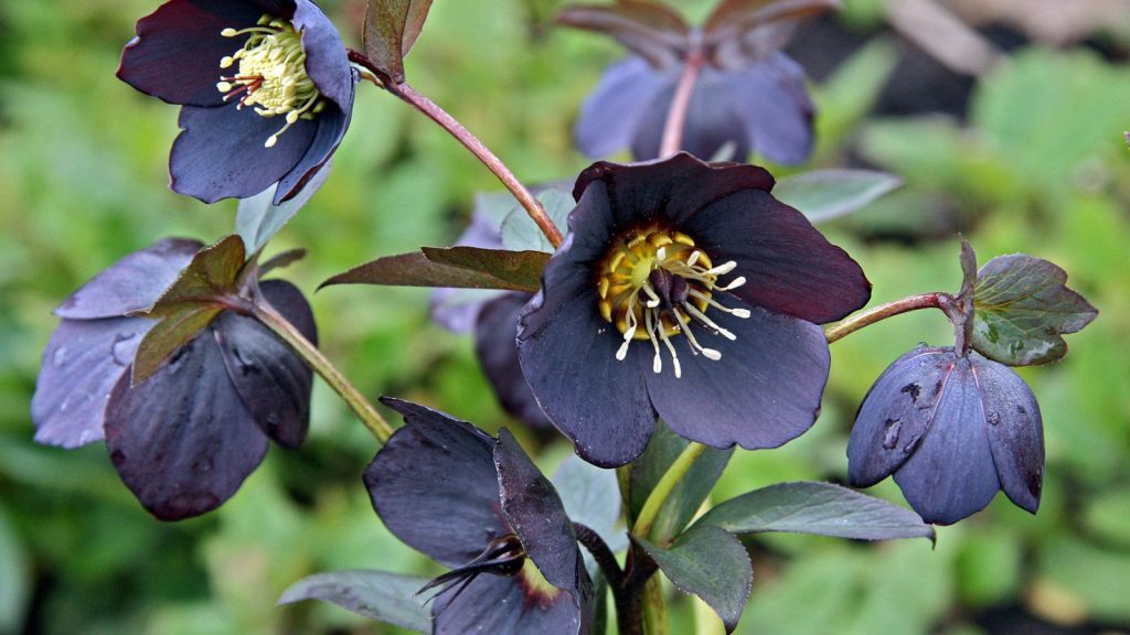 14 Wildly Unusual Perennials You Don&rsquo;t See in Many Gardens