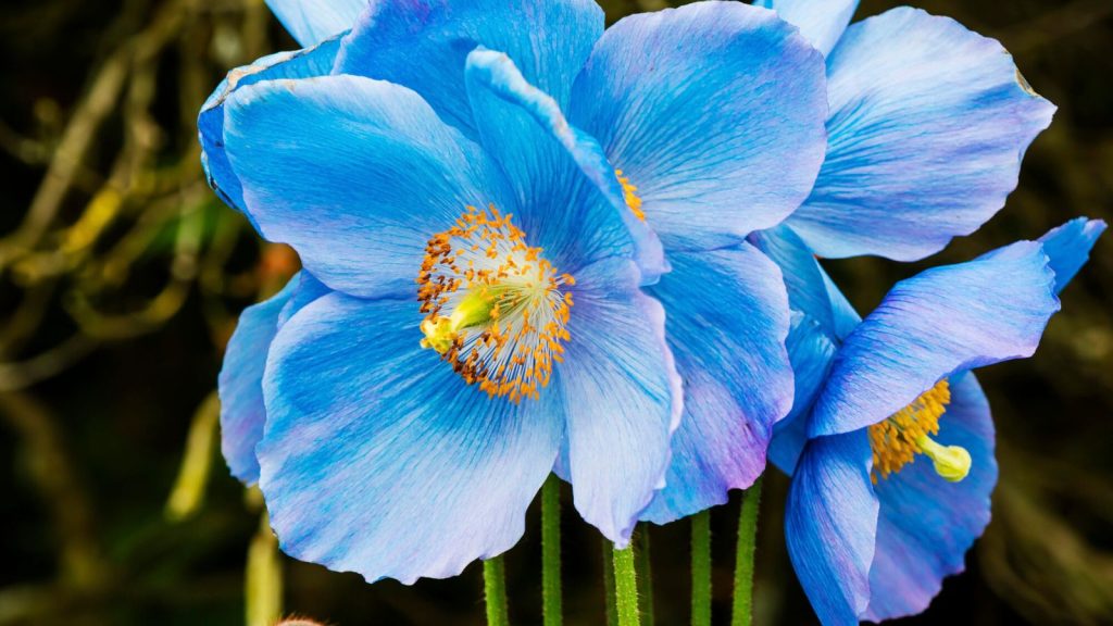 Himalayan Blue Poppy