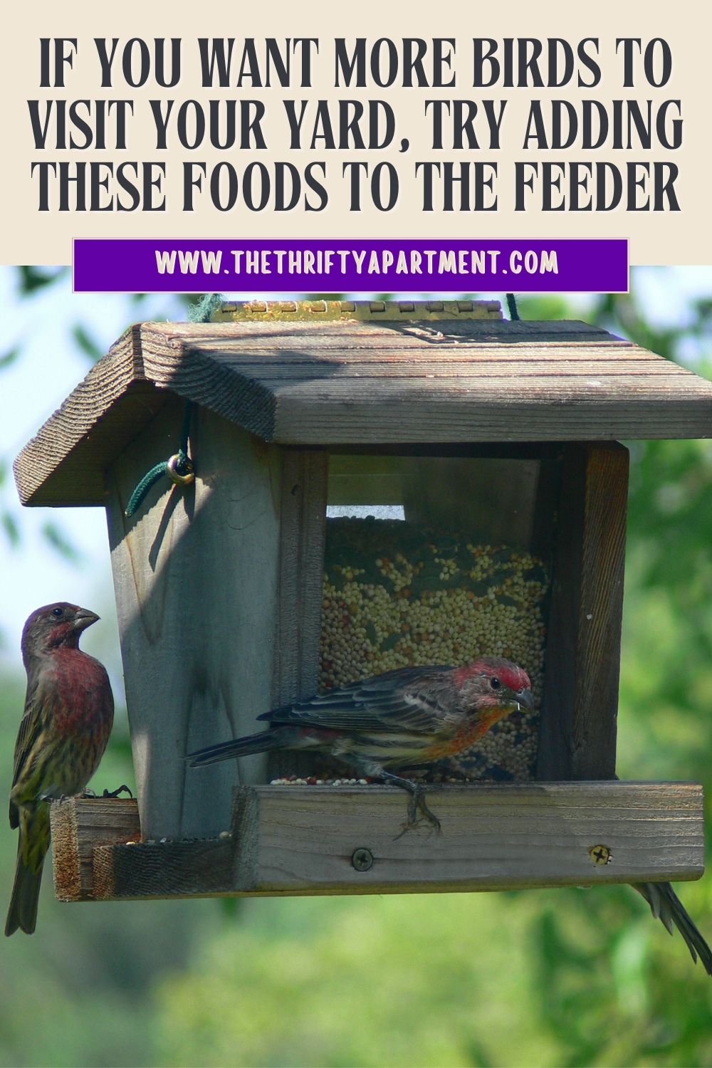If You Want More Birds to Visit Your Yard, Try Adding These Foods to ...