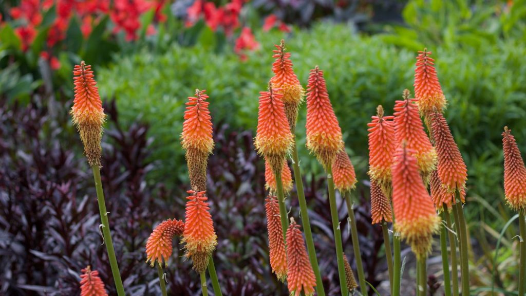 Kniphofia (Red Hot Poker)