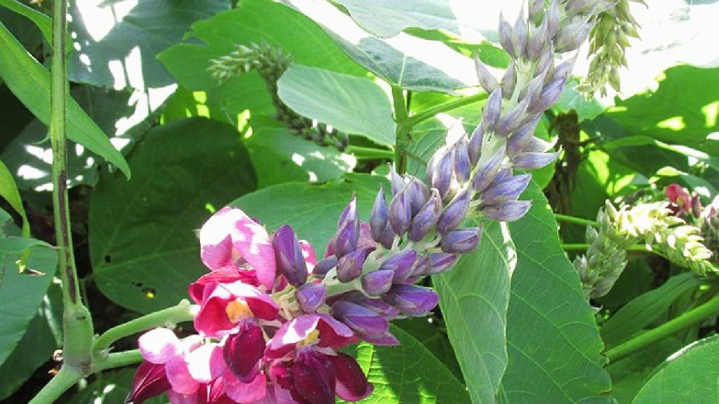 Kudzu あおもりくま