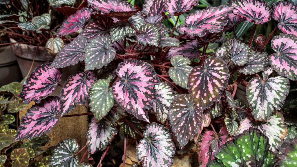 Painted leaf begonia rex