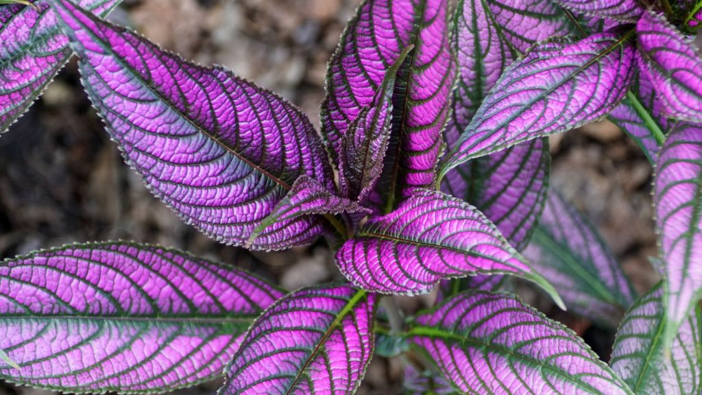 Persian Shield plant 2