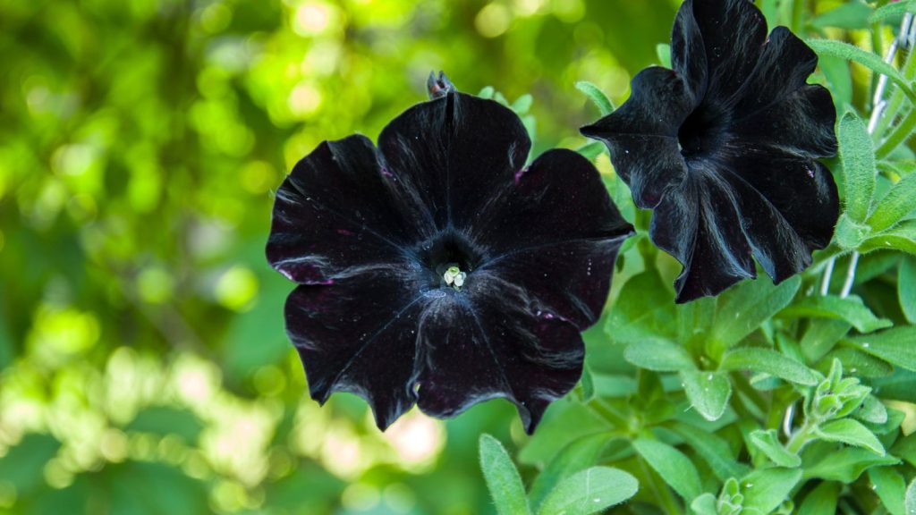 Petunia Black Cat
