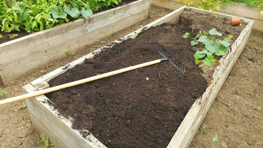 Preparing a wooden bed for growing in the backyard garden. rake preparing the soil for planting seeds at home