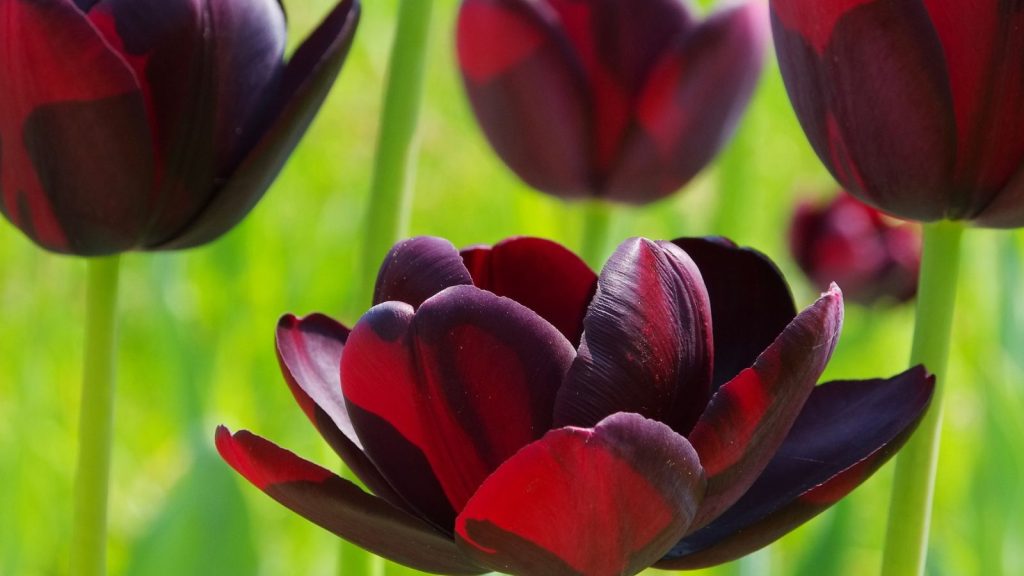 Queen of the Night Tulip