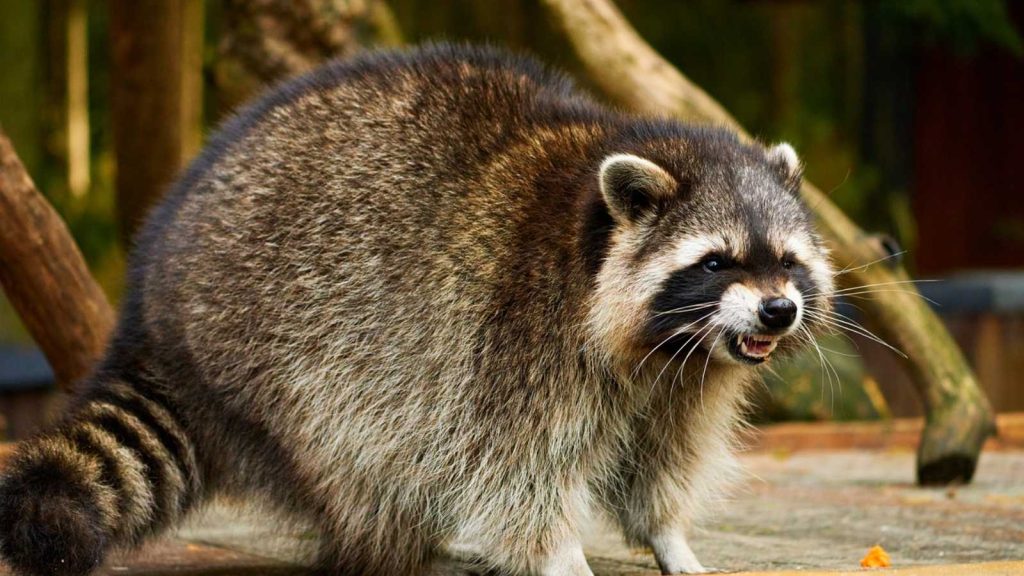 Creatures You Are Legally Forbidden To Remove From Your Home And Garden