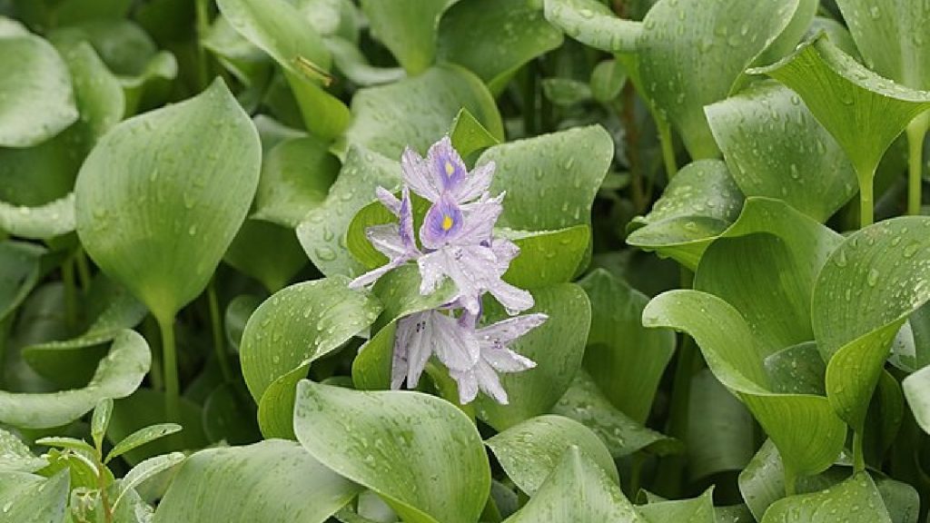 Water Hyacinth by Vengolis