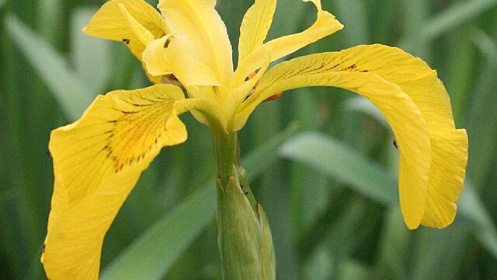 Yellow Flag Iris by Anne Burgess