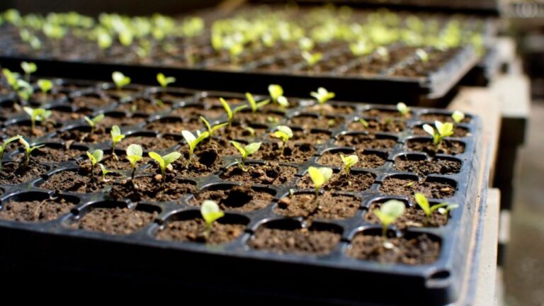 Young sprout plant in a farm. agriculture concept