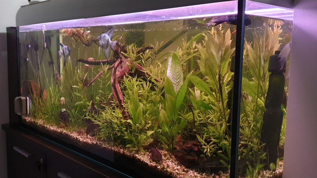 Freshwater aquarium, Poland