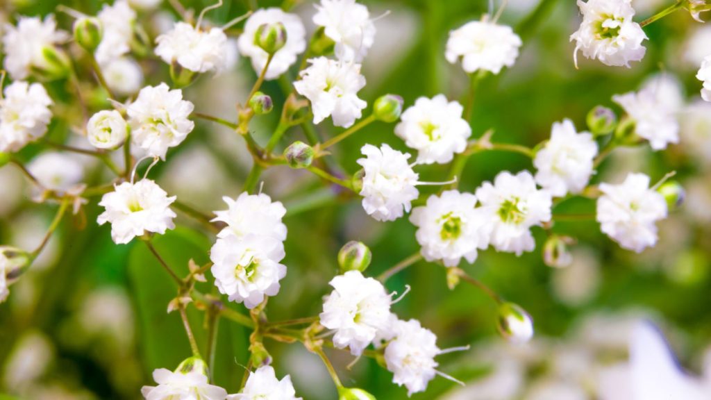babys breath