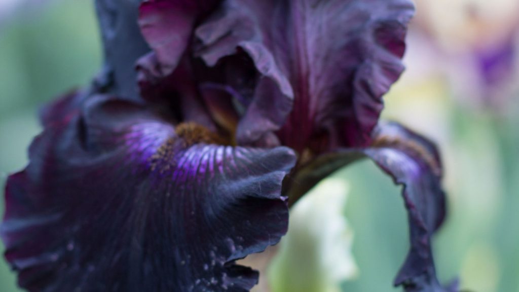 bearded iris black