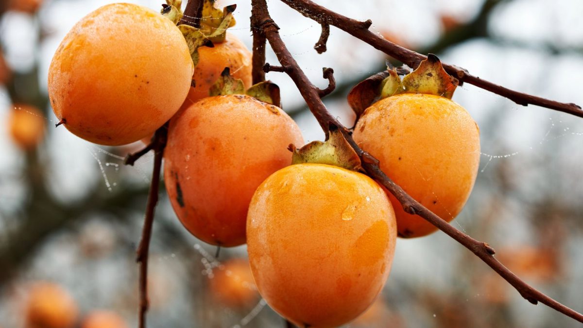 beautiful persimmon tree