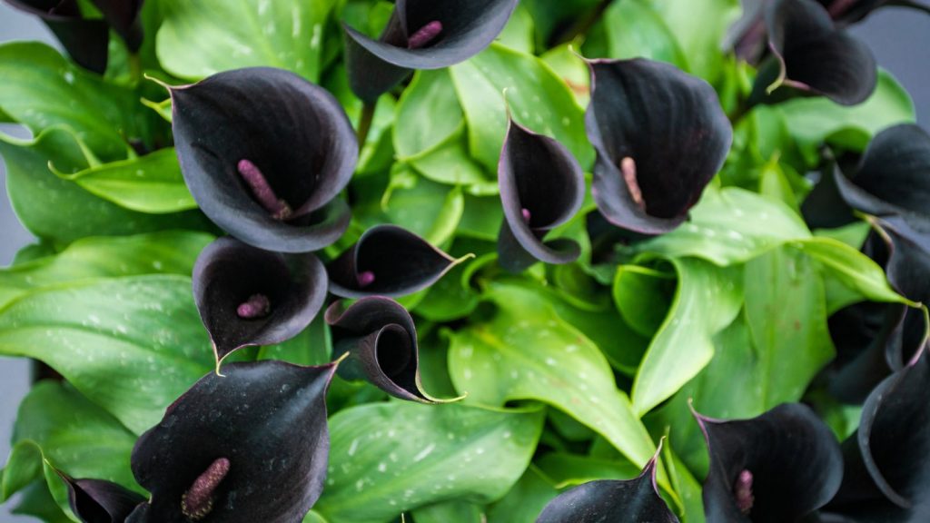 black calla lily 2