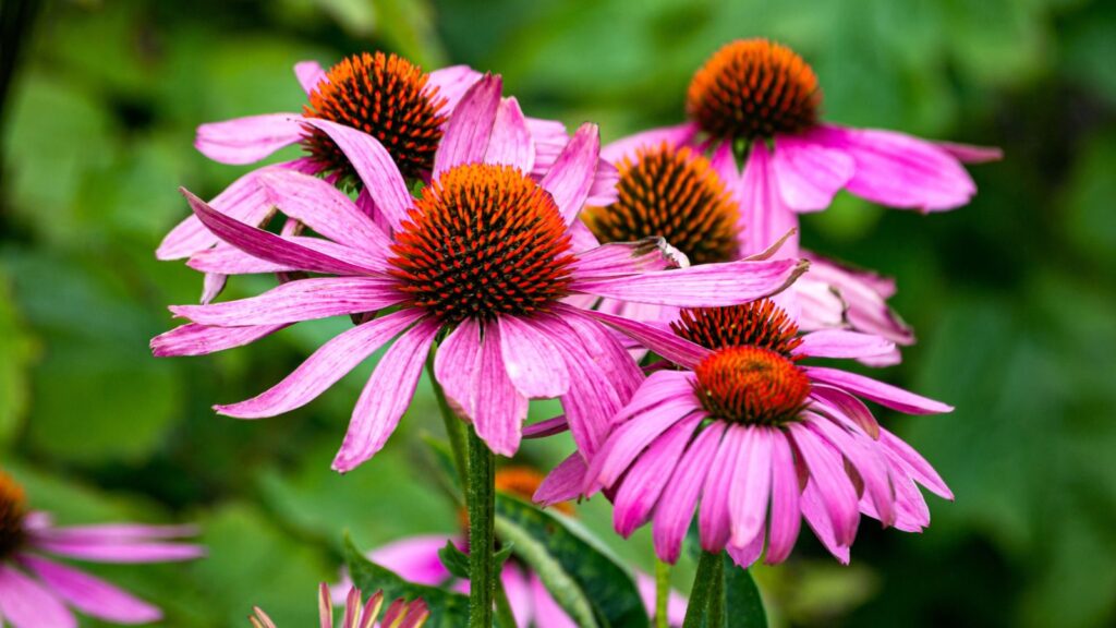 coneflowers
