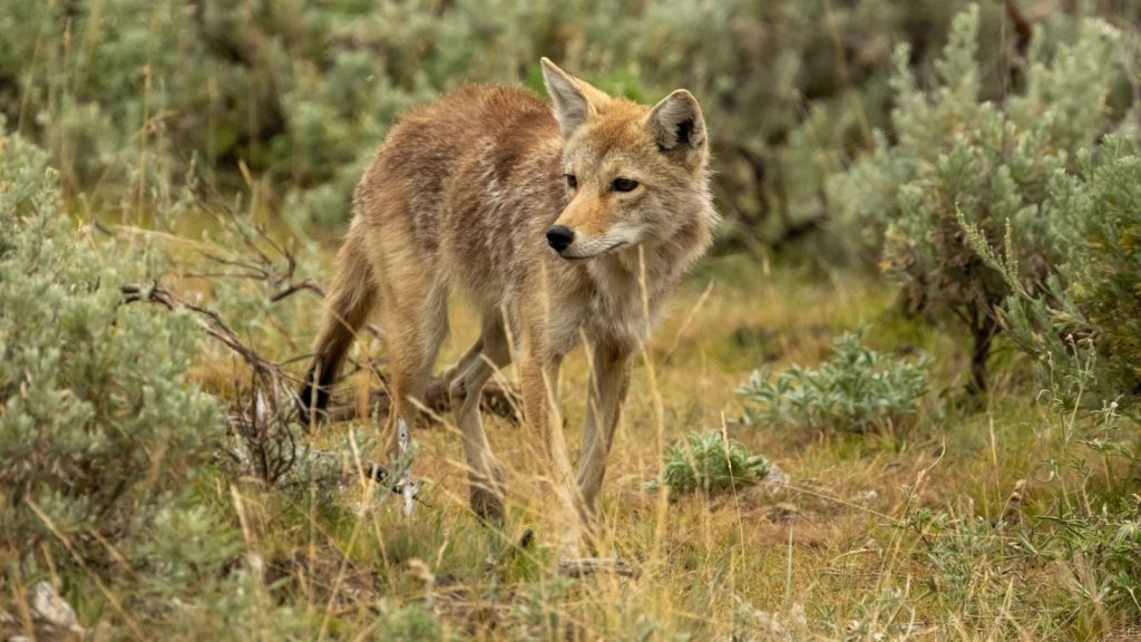 10 Everyday Smells That Could Bring Coyotes to Your Yard