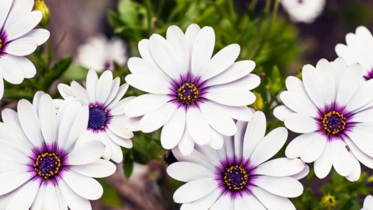10 Flowers That Look Lovely—But Can Turn Allergy Season Into a Nightmare