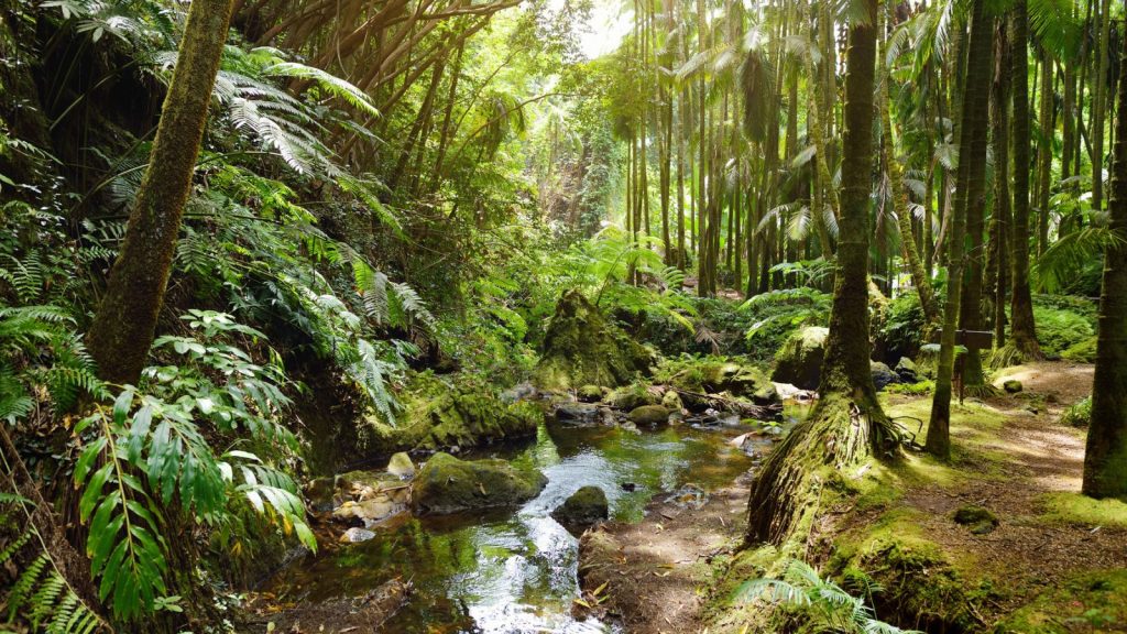Hawaii Tropical Botanical Garden, Big Island